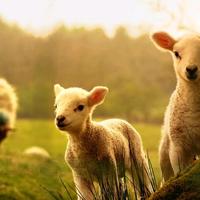 这只是一个昵称头像