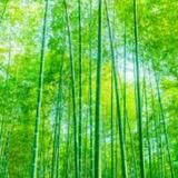 緈諨傑395头像