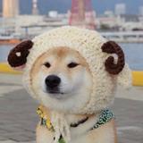 纟墨城烟柳263头像