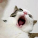 週某头像