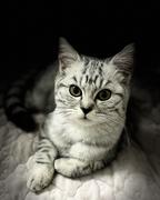 AlexChaos的个人资料头像