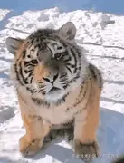 东篱先生的个人资料头像
