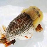 万山无阻头像