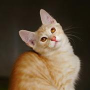 LIYONGYAN的个人资料头像