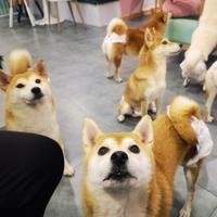 超爱牛肉串头像