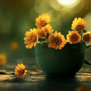 sherry尹的个人资料头像