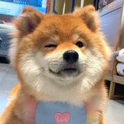 杨越187的个人资料头像