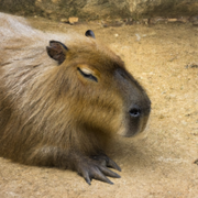广工最弱前端的个人资料头像
