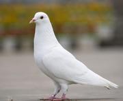 准时的鸽子的个人资料头像