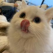oooovo的个人资料头像