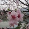 明月tobe头像