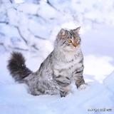 西门飘雪vvv头像