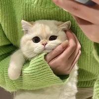 灿烂可乐aOZ头像