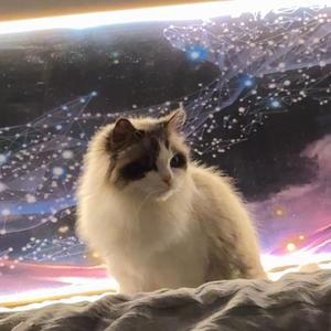 嘟嘟六一头像