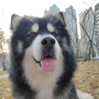 家有拆家小可乐头像