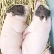 阿卡姆人才的个人资料头像