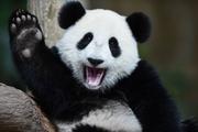 熊猫过家家的个人资料头像
