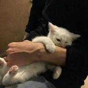 IIIFu的个人资料头像