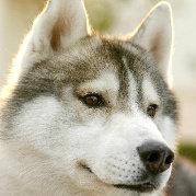 Z_H555的个人资料头像