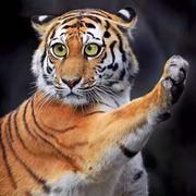 玛卡巴卡阿卡哇卡米卡玛卡嘣的个人资料头像