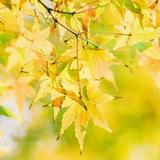 你看不见619头像