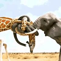 放屁蹦出翔了头像