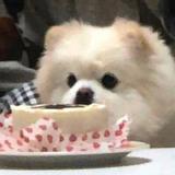 声声乌龙全球推广大使头像