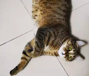 本人很懒的个人资料头像