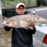 鲢长钓鲢鳙头像