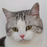 淡泊开朗花猫头像