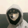 终是大熊负了静香头像