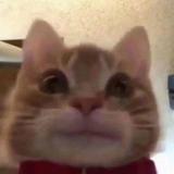 嘟嘟钏头像