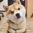 不愿透露姓名的好市民的个人资料头像