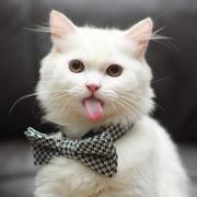 smalltigger的个人资料头像