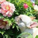 大鲸鱼的个人资料头像