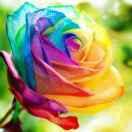 fierys的个人资料头像