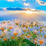 种树桃花仙头像