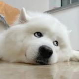 正义凛然麻酱HLJ头像