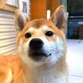 爱江南头像