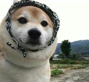 安静的肉夹馍的个人资料头像