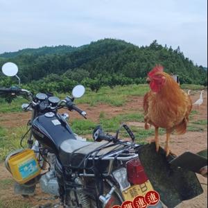 虔诚钟叔头像