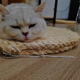 耿耿星河啊头像