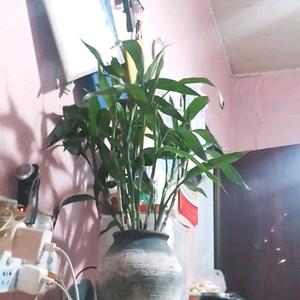 高守洲头像
