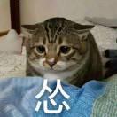 会敲代码的柯基的个人资料头像