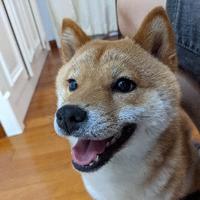 进取豆柴十一头像
