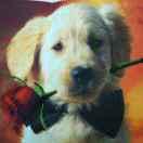 逗你玩酱的个人资料头像