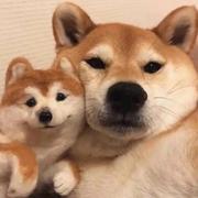 常态的个人资料头像