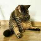 至尊玉的个人资料头像