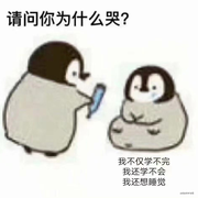 番茄憨憨的个人资料头像
