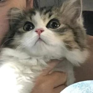 阿曜头像
